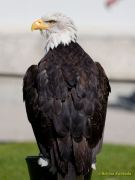 28. Internationale Fürstenfelder Naturfototage 2026  - Greifvogelschauen