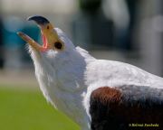 28. Internationale Fürstenfelder Naturfototage 2026  - Greifvogelschauen