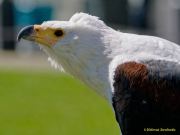 28. Internationale Fürstenfelder Naturfototage 2026  - Greifvogelschauen