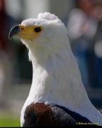 28. Internationale Fürstenfelder Naturfototage 2026  - Greifvogelschauen