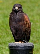 28. Internationale Fürstenfelder Naturfototage 2026  - Greifvogelschauen