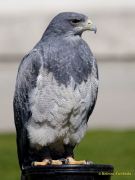 28. Internationale Fürstenfelder Naturfototage 2026  - Greifvogelschauen