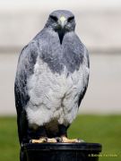 28. Internationale Fürstenfelder Naturfototage 2026  - Greifvogelschauen