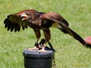 28. Internationale Fürstenfelder Naturfototage 2026  - Greifvogelschauen