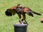 28. Internationale Fürstenfelder Naturfototage 2026  - Greifvogelschauen