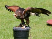 28. Internationale Fürstenfelder Naturfototage 2026  - Greifvogelschauen