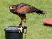 28. Internationale Fürstenfelder Naturfototage 2026  - Greifvogelschauen
