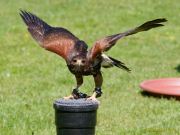 28. Internationale Fürstenfelder Naturfototage 2026  - Greifvogelschauen