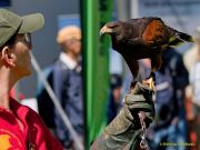 28. Internationale Fürstenfelder Naturfototage 2026  - Greifvogelschauen