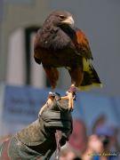 28. Internationale Fürstenfelder Naturfototage 2026  - Greifvogelschauen