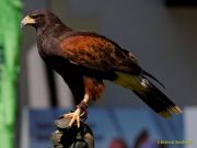 28. Internationale Fürstenfelder Naturfototage 2026  - Greifvogelschauen