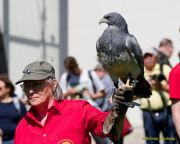 28. Internationale Fürstenfelder Naturfototage 2026  - Greifvogelschauen