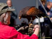 28. Internationale Fürstenfelder Naturfototage 2026  - Greifvogelschauen