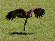 28. Internationale Fürstenfelder Naturfototage 2026  - Greifvogelschauen