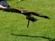 28. Internationale Fürstenfelder Naturfototage 2026  - Greifvogelschauen