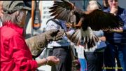 28. Internationale Fürstenfelder Naturfototage 2026  - Greifvogelschauen