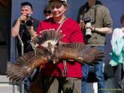 28. Internationale Fürstenfelder Naturfototage 2026  - Greifvogelschauen