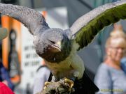 28. Internationale Fürstenfelder Naturfototage 2026  - Greifvogelschauen