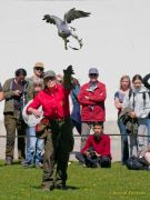 28. Internationale Fürstenfelder Naturfototage 2026  - Greifvogelschauen