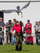 28. Internationale Fürstenfelder Naturfototage 2026  - Greifvogelschauen