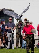 28. Internationale Fürstenfelder Naturfototage 2026  - Greifvogelschauen