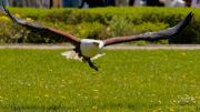 28. Internationale Fürstenfelder Naturfototage 2026  - Greifvogelschauen