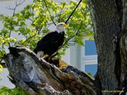 28. Internationale Fürstenfelder Naturfototage 2026  - Greifvogelschauen