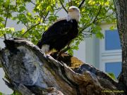 28. Internationale Fürstenfelder Naturfototage 2026  - Greifvogelschauen