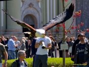 28. Internationale Fürstenfelder Naturfototage 2026  - Greifvogelschauen
