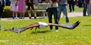 28. Internationale Fürstenfelder Naturfototage 2026  - Greifvogelschauen