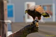 28. Internationale Fürstenfelder Naturfototage 2026  - Greifvogelschauen