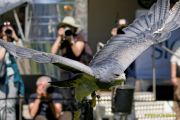 28. Internationale Fürstenfelder Naturfototage 2026  - Greifvogelschauen