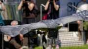 28. Internationale Fürstenfelder Naturfototage 2026  - Greifvogelschauen