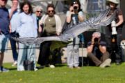 28. Internationale Fürstenfelder Naturfototage 2026  - Greifvogelschauen