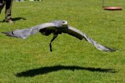 28. Internationale Fürstenfelder Naturfototage 2026  - Greifvogelschauen