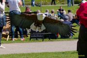 28. Internationale Fürstenfelder Naturfototage 2026  - Greifvogelschauen