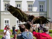 28. Internationale Fürstenfelder Naturfototage 2026  - Greifvogelschauen