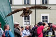 28. Internationale Fürstenfelder Naturfototage 2026  - Greifvogelschauen