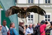 28. Internationale Fürstenfelder Naturfototage 2026  - Greifvogelschauen