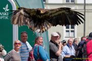 28. Internationale Fürstenfelder Naturfototage 2026  - Greifvogelschauen