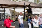 28. Internationale Fürstenfelder Naturfototage 2026  - Greifvogelschauen