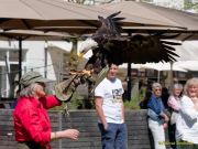 28. Internationale Fürstenfelder Naturfototage 2026  - Greifvogelschauen