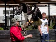 28. Internationale Fürstenfelder Naturfototage 2026  - Greifvogelschauen