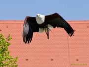 28. Internationale Fürstenfelder Naturfototage 2026  - Greifvogelschauen