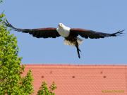 28. Internationale Fürstenfelder Naturfototage 2026  - Greifvogelschauen