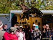 28. Internationale Fürstenfelder Naturfototage 2026  - Greifvogelschauen