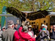 28. Internationale Fürstenfelder Naturfototage 2026  - Greifvogelschauen
