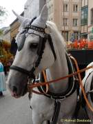 d160802-09165069-100-gaertnerjahrtag_muenchen