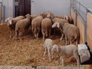 Städtisches Gut Riem - Einweihung MitmachStall