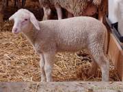 Städtisches Gut Riem - Einweihung MitmachStall